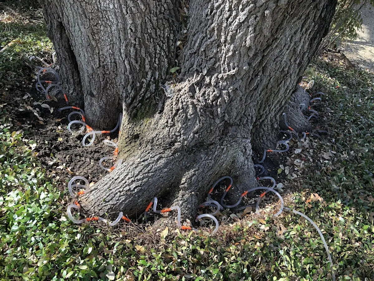 Detailed Tree Cabling and Bracing job site in Eatonton