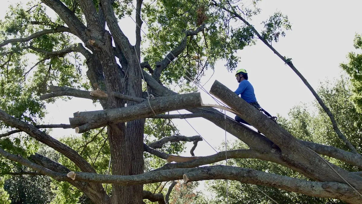 Professional Crown Thinning performed by certified arborists in Eatonton