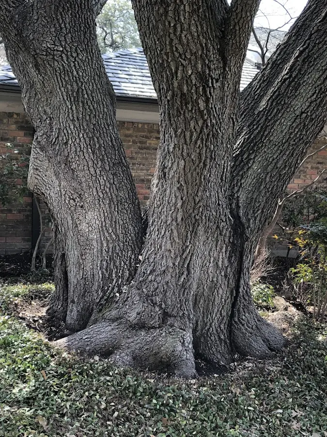 Mature heritage tree close to a Eatonton property cared for by certified arborists